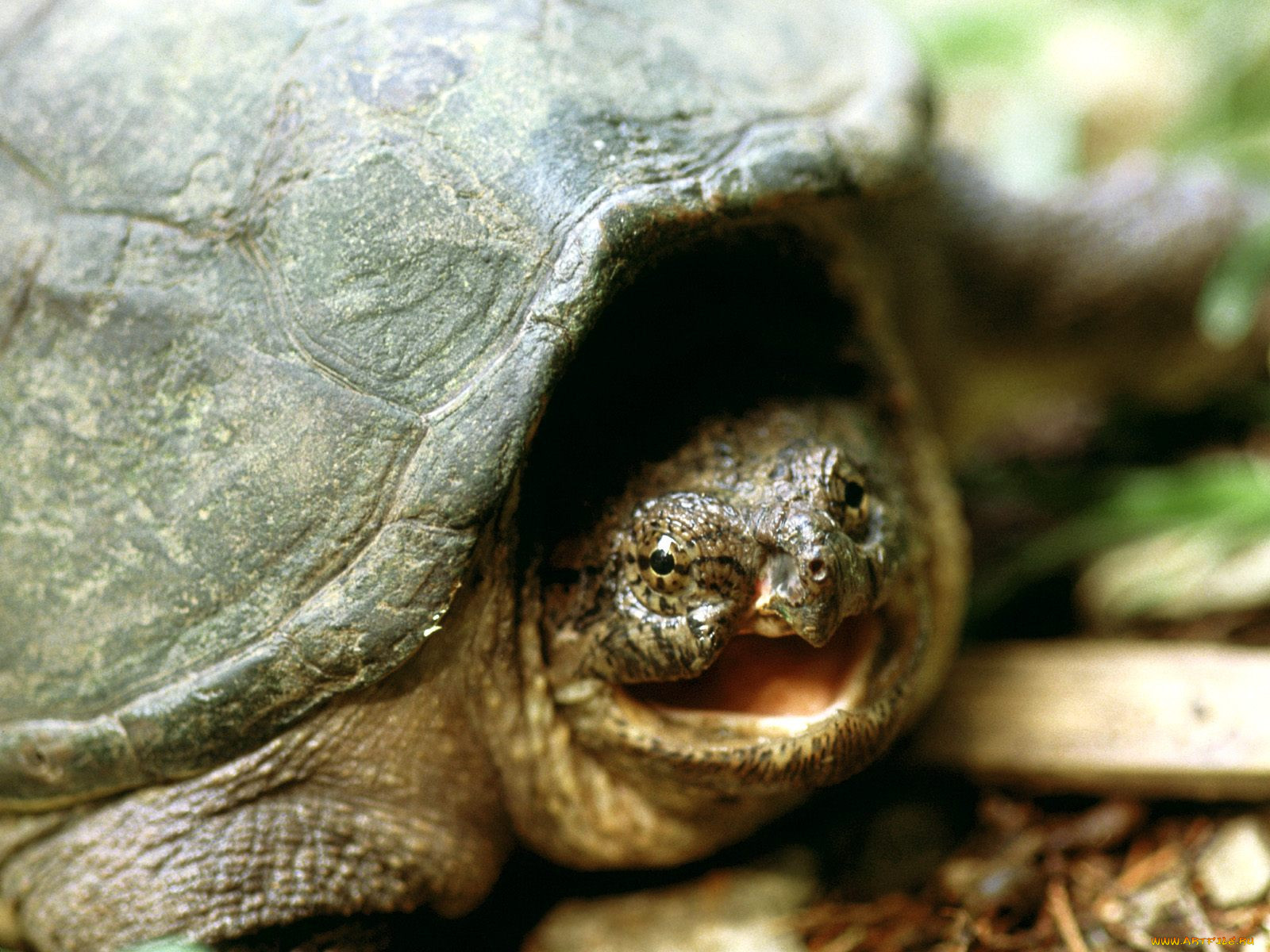 snapping, turtle, franklin, tennessee, , 